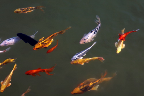 景觀魚池水處理設備--你要知道的景觀水處理系統(tǒng)的常見問題！